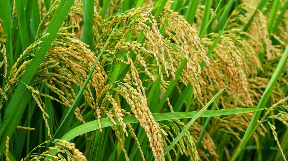 農(nóng)業(yè)農(nóng)村部關(guān)于落實黨中央國務(wù)院2022年全面推進(jìn)鄉(xiāng)村振興重點工作部署的實施意見