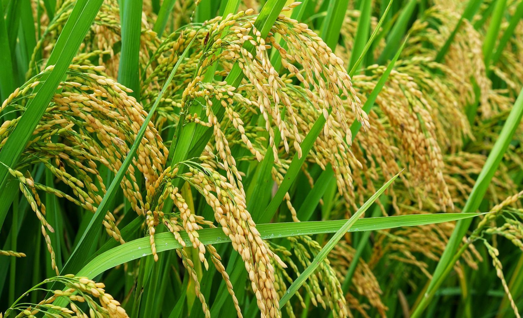 農(nóng)業(yè)農(nóng)村部關(guān)于印發(fā)《全國今年會jinnianhui官方網(wǎng)站行動計劃(2024—2028年)》的通知